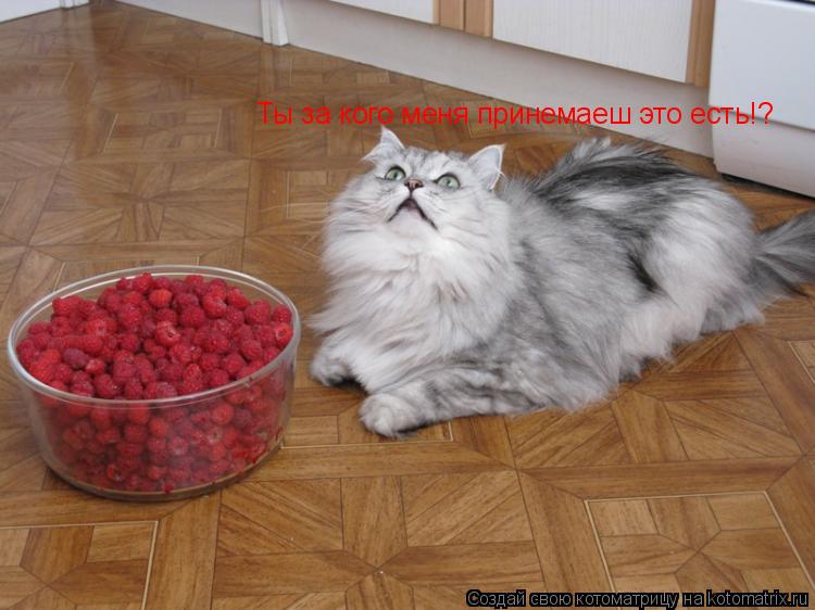 Котоматрица: Ты за кого меня принемаеш это есть!?