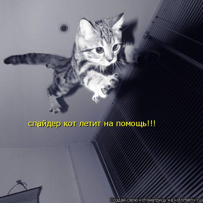 Котоматрица: спайдер кот летит на помощь!!!