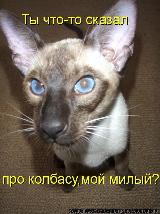 Котоматрица: Ты что-то сказал про колбасу,мой милый?