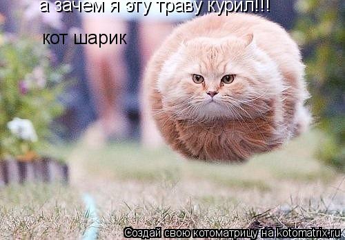 Котоматрица: кот шарик  а зачем я эту траву курил!!!