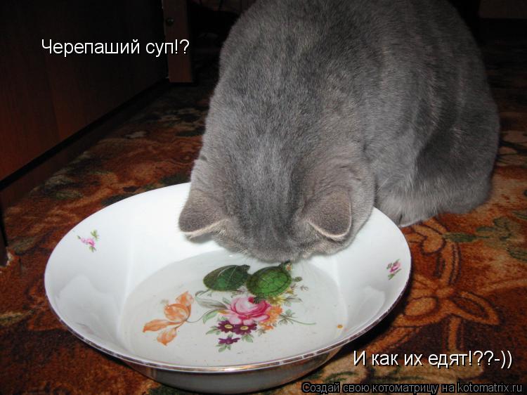 Котоматрица: Черепаший суп!? И как их едят!??-)) Черепаший суп!?