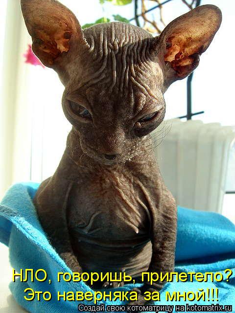 Котоматрица: НЛО, говоришь, прилетело? Это наверняка за мной!!!