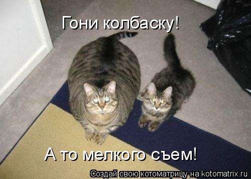 Котоматрица: Гони колбаску! А то мелкого съем!