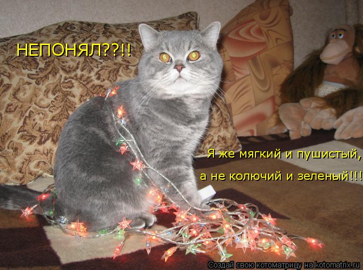 Котоматрица: НЕПОНЯЛ??!!  Я же мягкий и пушистый,  а не колючий и зеленый!!!