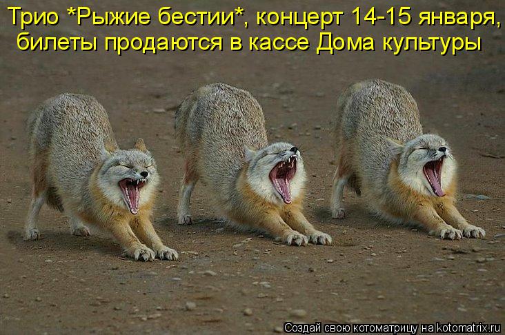 Котоматрица: Трио *Рыжие бестии*, концерт 14-15 января, билеты продаются в кассе Дома культуры