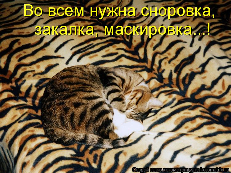 Котоматрица: Во всем нужна сноровка,  закалка, маскировка...!