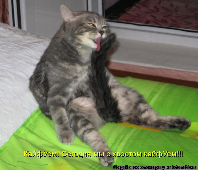 Котоматрица: КайфУем! Сегодня мы с хвостом кайфУем!!!