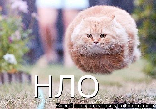 Котоматрица: НЛО