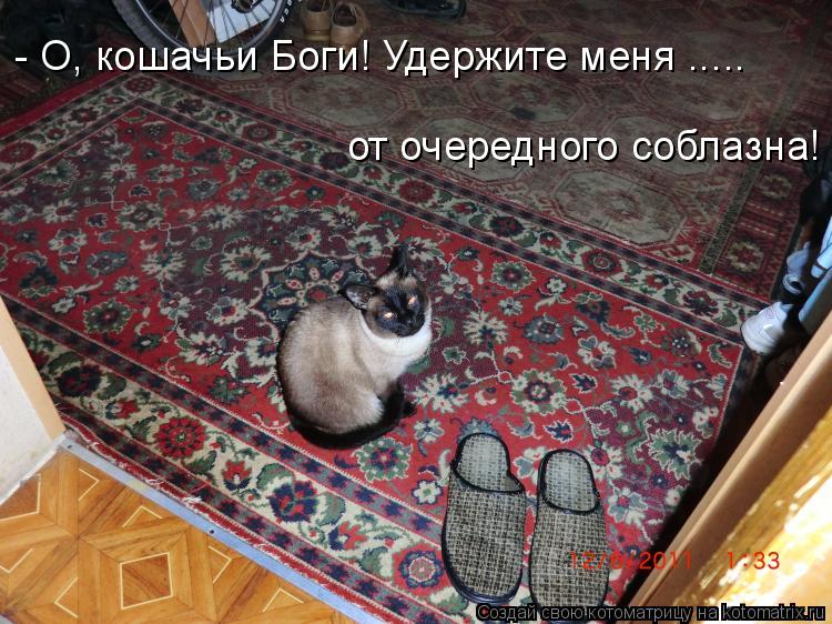 Котоматрица: - О, кошачьи Боги! Удержите меня ..... от очередного соблазна!