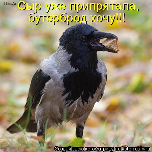 Котоматрица: Сыр уже припрятала, бутерброд хочу!!!