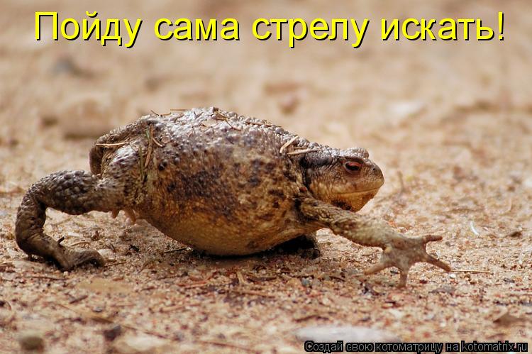 Котоматрица: Пойду сама стрелу искать!