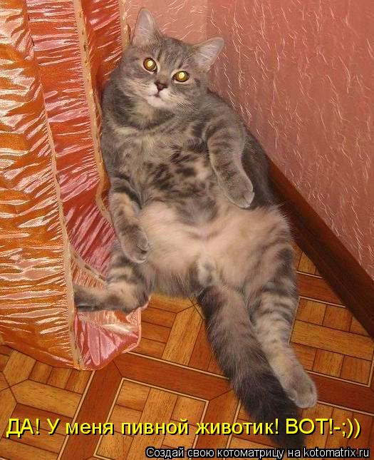 ДА! У меня пивной животик! ВОТ!-;))... Котоматрица: ДА! У меня пивной животик! ВОТ!-;))