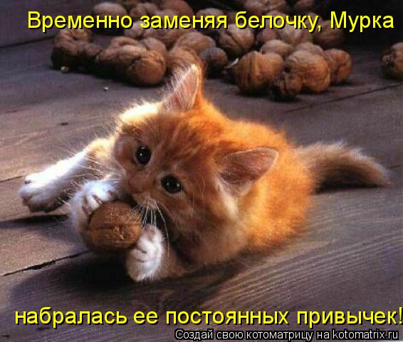 Котоматрица: Временно заменяя белочку, Мурка набралась ее постоянных привычек!