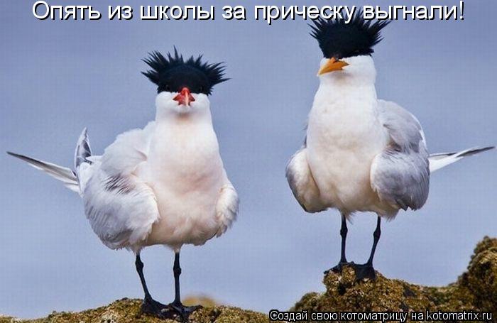 Котоматрица: Опять из школы за прическу выгнали!