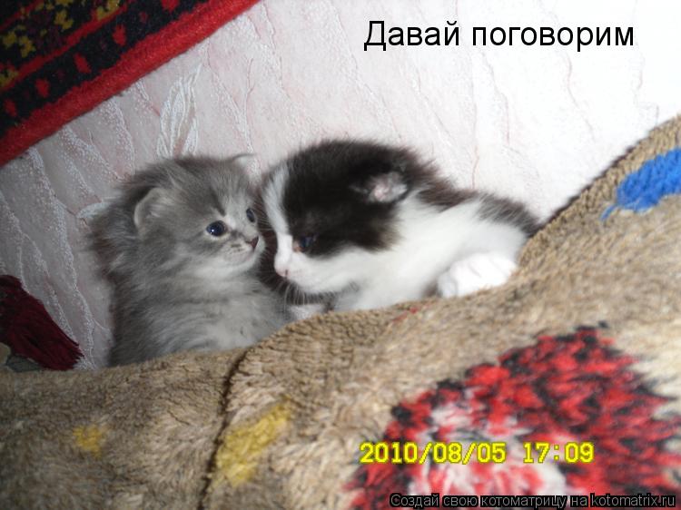 Котоматрица: Давай поговорим