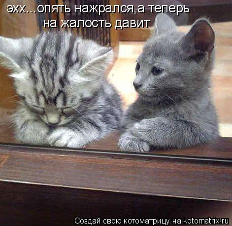 Котоматрица: на жалость давит эхх...опять нажрался,а теперь