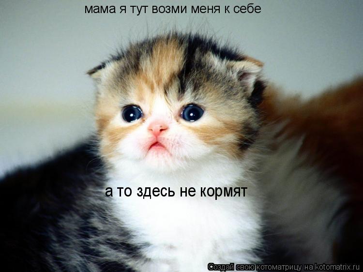 Котоматрица: мама я тут мама я тут мама я тут мама я тут возми меня к себе а то здесь не кормят