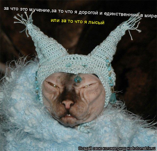 Котоматрица: за что это мучение,за то что я дорогой и единственный в мире? или за то что я лысый