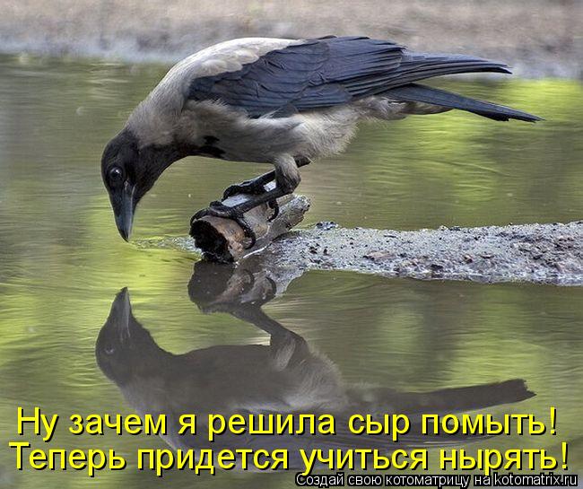 Котоматрица: Теперь придется учиться нырять! Ну зачем я решила сыр помыть!