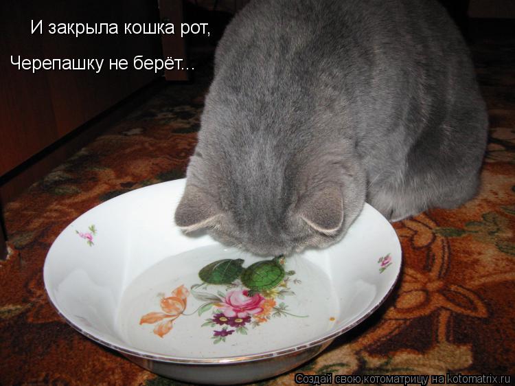 Котоматрица: И закрыла кошка рот,  Черепашку не берёт...