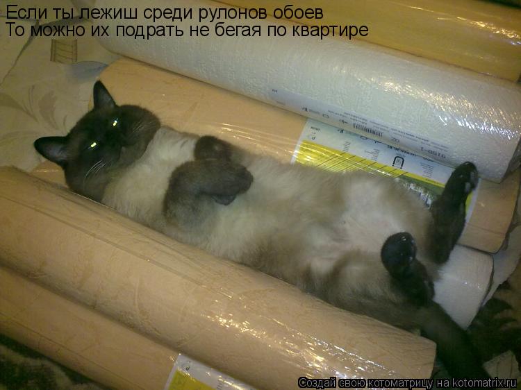 Котоматрица: Если ты лежиш среди рулонов обоев То можно их подрать не бегая по квартире