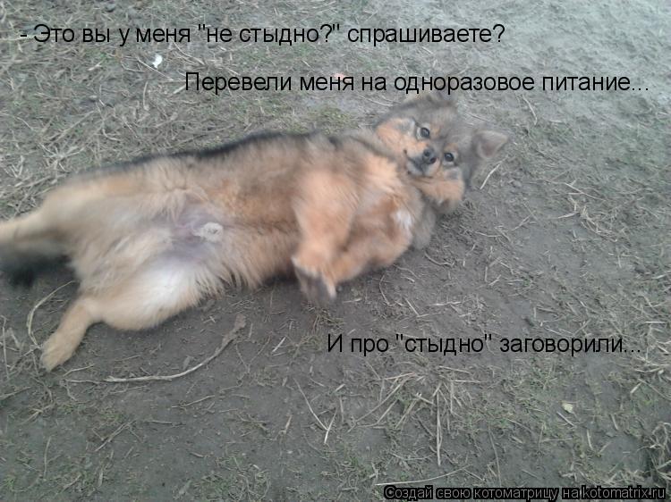 Котоматрица: - Это вы у меня "не стыдно?" спрашиваете?  Перевели меня на одноразовое питание...  И про "стыдно" заговорили...