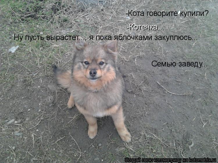 Котоматрица: -Кота говорите купили? -Котенка... - Ну пусть вырастет..., я пока яблочками закуплюсь...  Семью заведу...