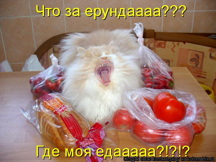 Котоматрица: Что за ерундаааа??? Где моя едааааа?!?!?