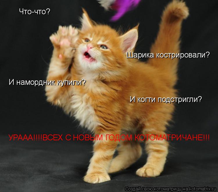 Котоматрица: Что-что? Шарика кострировали? И намордник купили? И когти подстригли? УРААА!!!!ВСЕХ С НОВЫМ ГОДОМ КОТОМАТРИЧАНЕ!!!