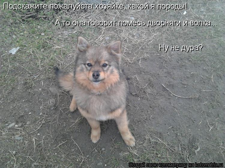 Котоматрица: Подскажите пожалуйста хозяйке, какой я породы! А то она говорит помесь дворняги и волка... Ну не дура?