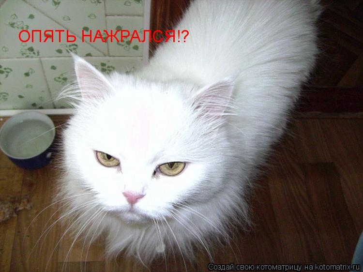 ОПЯТЬ НАЖРАЛСЯ!?... Котоматрица: ОПЯТЬ НАЖРАЛСЯ!?