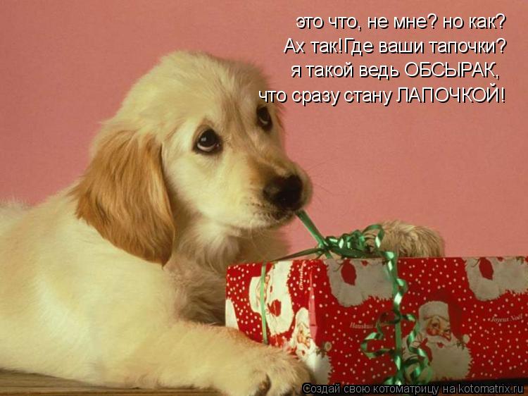 Котоматрица: это что, не мне? но как? Ах так!Где ваши тапочки? я такой ведь ОБСЫРАК, что сразу стану ЛАПОЧКОЙ!