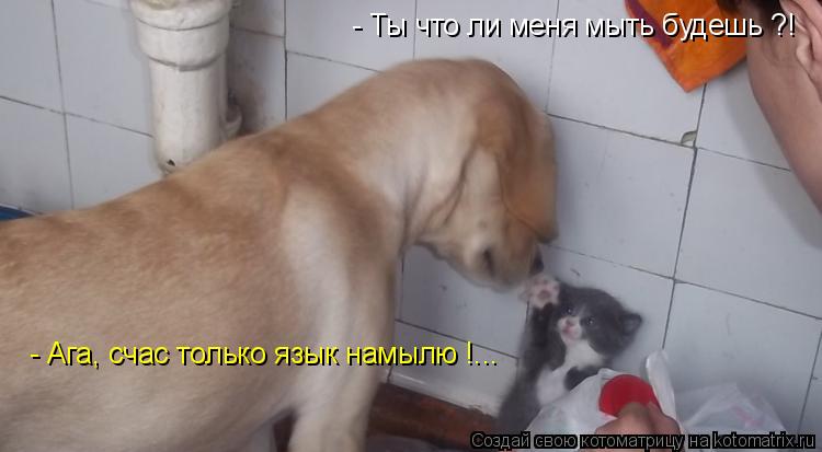 Котоматрица: - Ты что ли меня мыть будешь ?! - Ага, счас только язык намылю !...