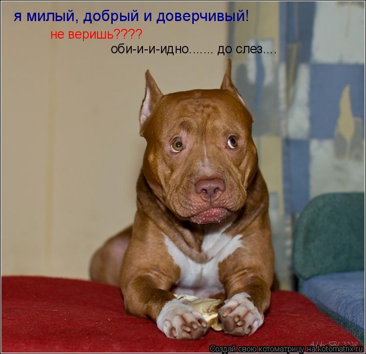 Котоматрица: я милый, добрый и доверчивый! не веришь???? оби-и-и-идно....... до слез....