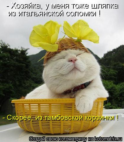 Котоматрица: - Хозяйка, у меня тоже шляпка из итальянской соломки ! - Скорее, из тамбовской корзинки !