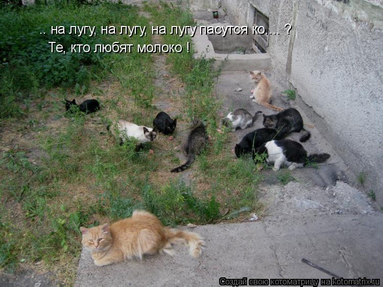Котоматрица: .. на лугу, на лугу, на лугу пасутся ко.... ? Те, кто любят молоко !