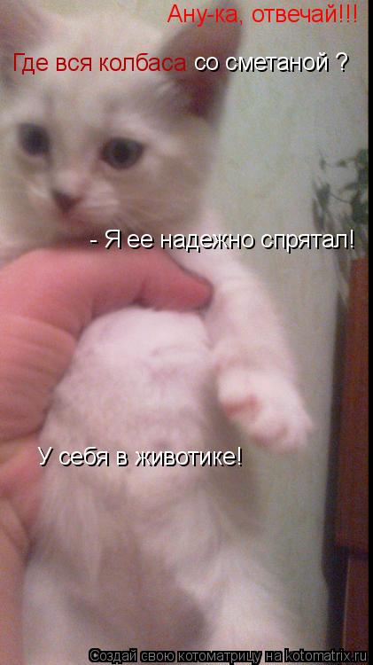 Котоматрица: Ану-ка, отвечай!!! Где вся колбаса со сметаной ? - Я ее надежно спрятал! У себя в животике!