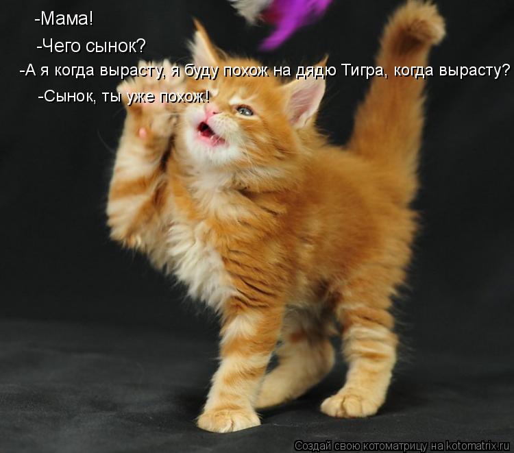 Котоматрица: -Мама! -Чего сынок? -А я когда вырасту, я буду похож на дядю Тигра, когда вырасту? -Сынок, ты уже похож!