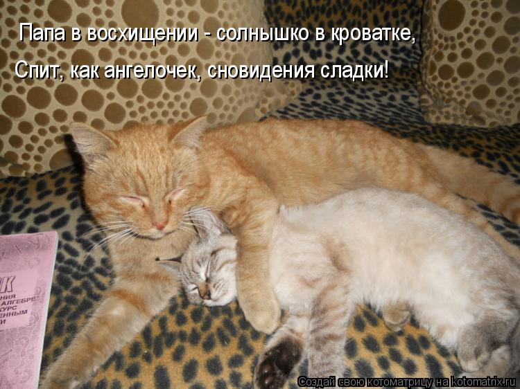 Котоматрица: Папа в восхищении - солнышко в кроватке, Спит, как ангелочек, сновидения сладки!