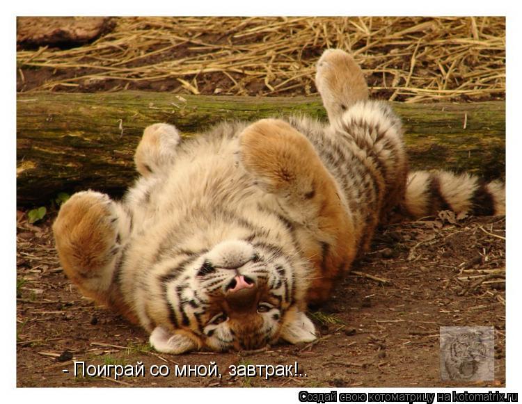 Котоматрица: - Поиграй со мной, завтрак!..