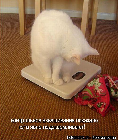 Котоматрица: контрольное взвешивание показало:  кота явно недокармливают!