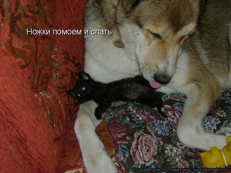 Котоматрица: Ножки помоем и спать