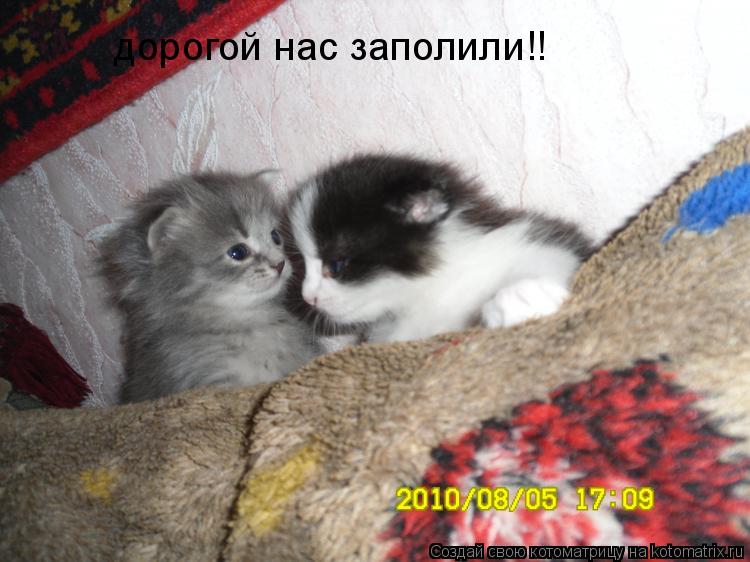 Котоматрица: дорогой нас заполили!!