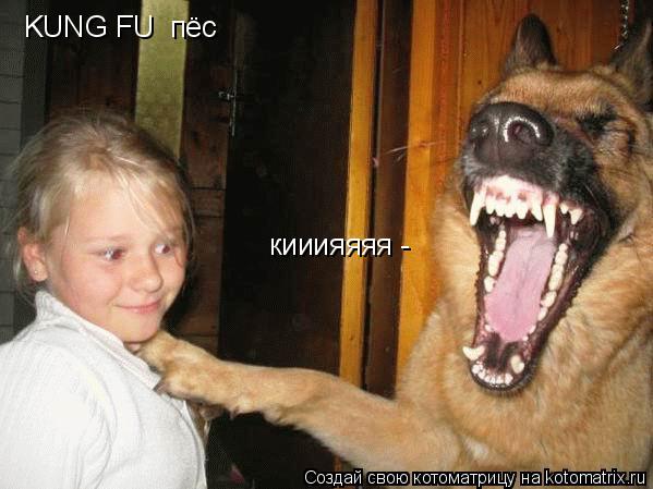 Котоматрица: KUNG FU  пёс KUNG FU  пёс кииияяяя -