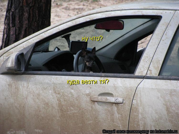 Котоматрица: ну что? куда везти тя?