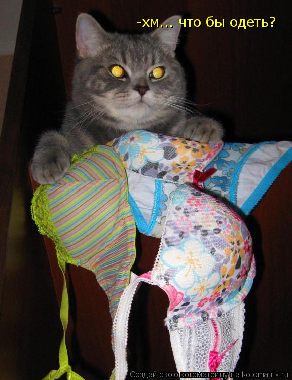 -хм... что бы одеть?... Котоматрица: -хм... что бы одеть?