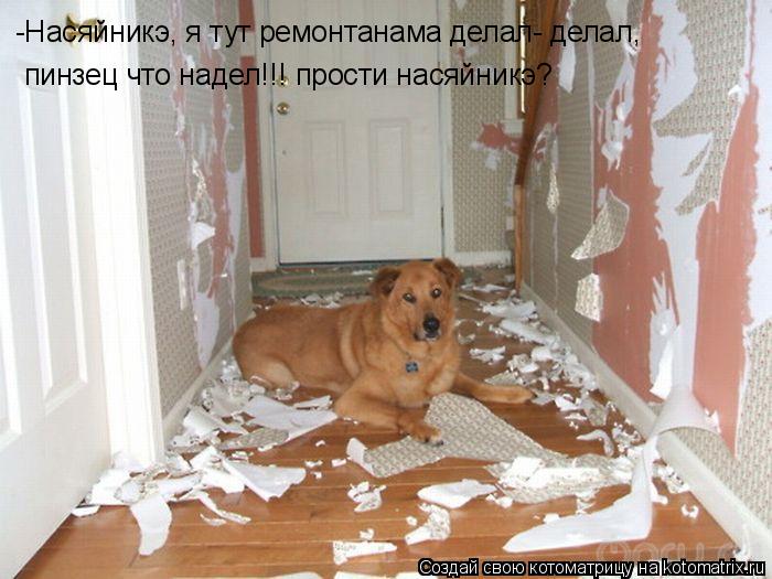Насяйникэ, я тут ремонтанама делал- делал, пинзец что наделал!!! -Насяйникэ, я тут ремонтанама делал-... Котоматрица: Насяйникэ, я тут ремонтанама делал- делал, пинзец что наделал!!! -Насяйникэ, я тут ремонтанама делал- делал, пинзец что надел!!! прости насяйни