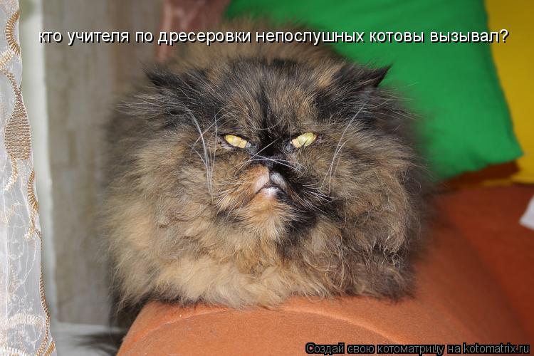 кто учителя по дресеровки непослушных котовы вызывал?... Котоматрица: кто учителя по дресеровки непослушных котовы вызывал?