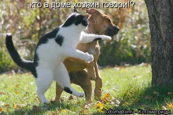 Котоматрица: кто в доме хозяин говори!?