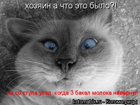 хозяин а что это было?! ты со стула упал когда 3 бакал молока навернул... Котоматрица: хозяин а что это было?! ты со стула упал когда 3 бакал молока навернул